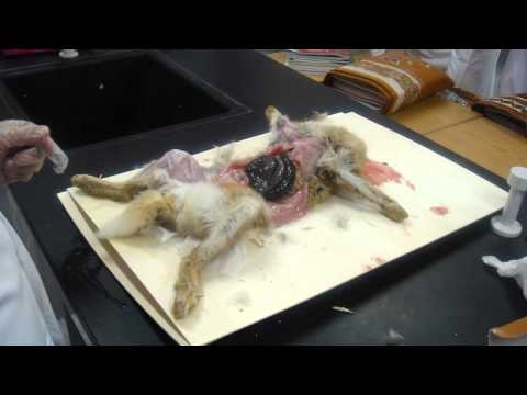 استاذ بندر الزايدي تشريح ارنب