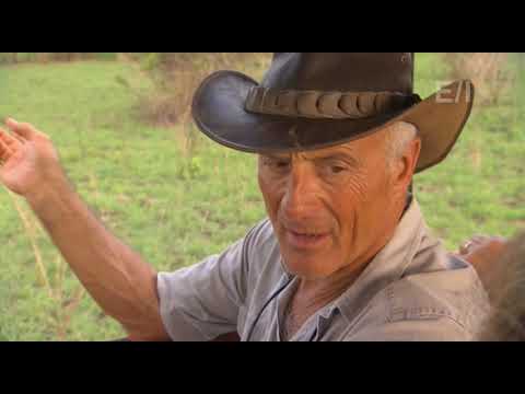 Video: Jack Hanna Neto vrijedi