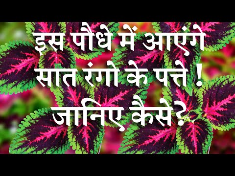 वीडियो: जोन 7 रसीला: जोन 7 गार्डन के लिए रसीले पौधों का चयन