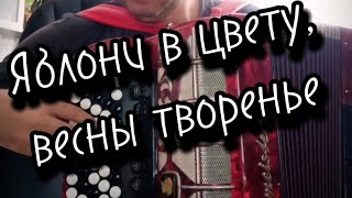 "Яблони в цвету" на баяне 🎶🪗#рекомендации #cover #bayan