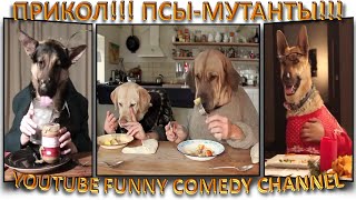 Лучшие приколы, псы-мутанты!:-) Собаки, которые культурно едят руками и столовыми приборами! Лучшие приколы, псы-мутанты!:-) Собаки, которые культурно едят руками и столовыми приборами!