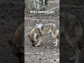 Wolf Eats After the Hunt 🐺Волк ест после охоты🐺 #wolf #animals