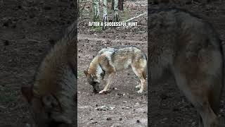 Wolf Eats After the Hunt 🐺Волк ест после охоты🐺 #wolf #animals
