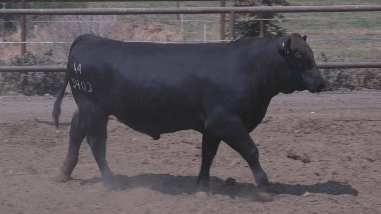 Lot 200 - VAR Blueprint 5403 -- Vintage Angus Ranch