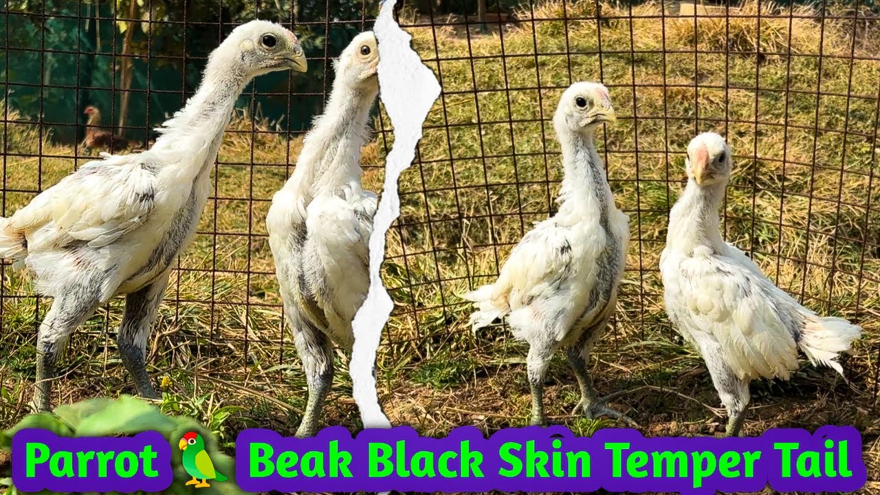 ବ୍ଲାକ ସ୍କିନ ଶୁଆ ଥଣ୍ଟିଆ କୁକୁଡ଼ା ଚିଆଁ !! Parrot Beak Black Skin Temer Tail !! तोते की चोंच, काली त्वचा