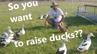 How to: Five tips for raising healthy Ancona ducks