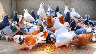 متابعة الحمام وفرجة علي زغاليل كتير 😍