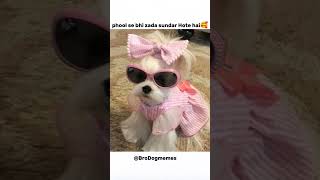 kuch log phool se bhi zada sundar😍 #dog #trending #dogmemes #memes
