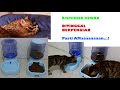 Dispenser Hewan (Kucing) Siap Ditinggal Berpergian makan minum otomatis