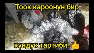 Көп жумуртка берсин жана оорубасын десеңиз! Бул тажрыйба ашыктык кылбайт.