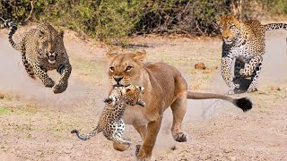 Scary Revenge! Lion Exacts Retribution on The Leopard Family For Killing the Lion Cub Herd