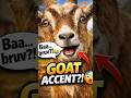 Goats Literally Have Accents 😂