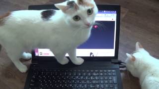 кошки развлекаются / видео для кошек кошки развлекаются / видео для кошек