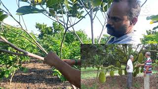 Jackfruit Tree Lateral Branches Training / Pruning - Minimise Post Harvest Losses & Maximize Yield