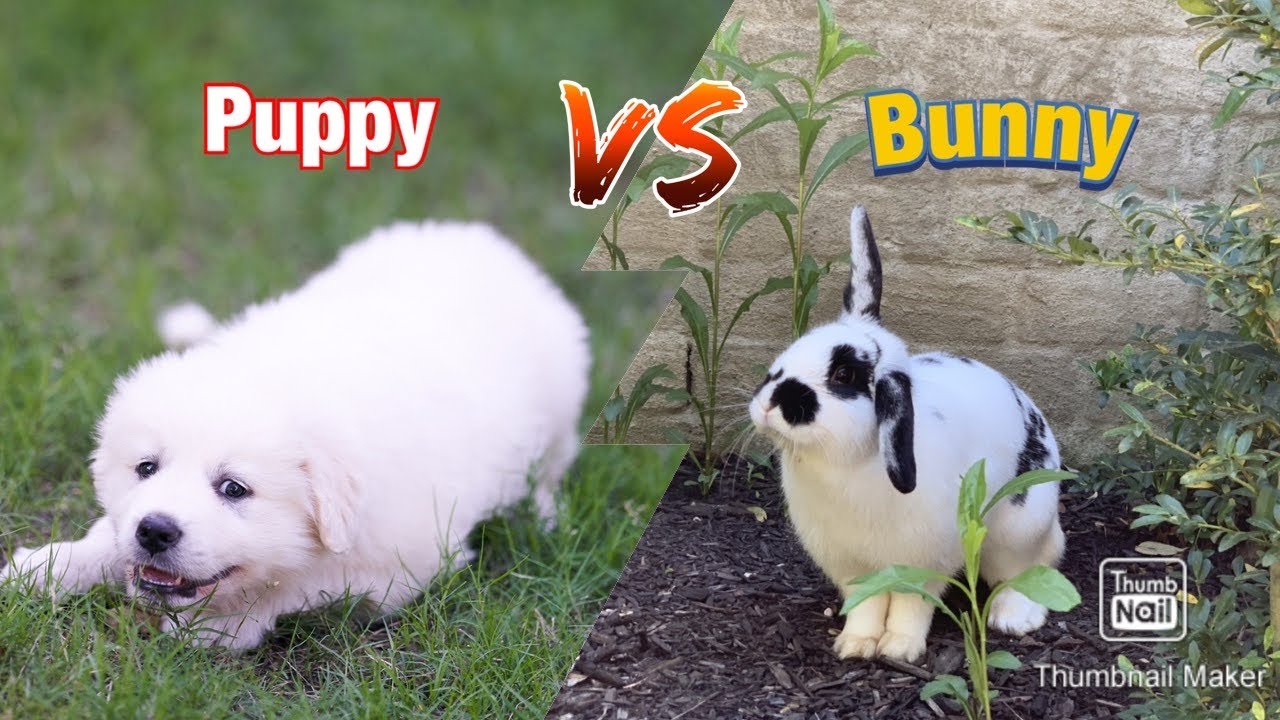 Great Pyrenees Puppy Meets with Bunny Rabbit! What Will Happen? - YouTube