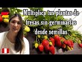 Cómo obtener más plantas de fresas sin germinar desde semilla |cuidados de las fresas |Shirley Tocic