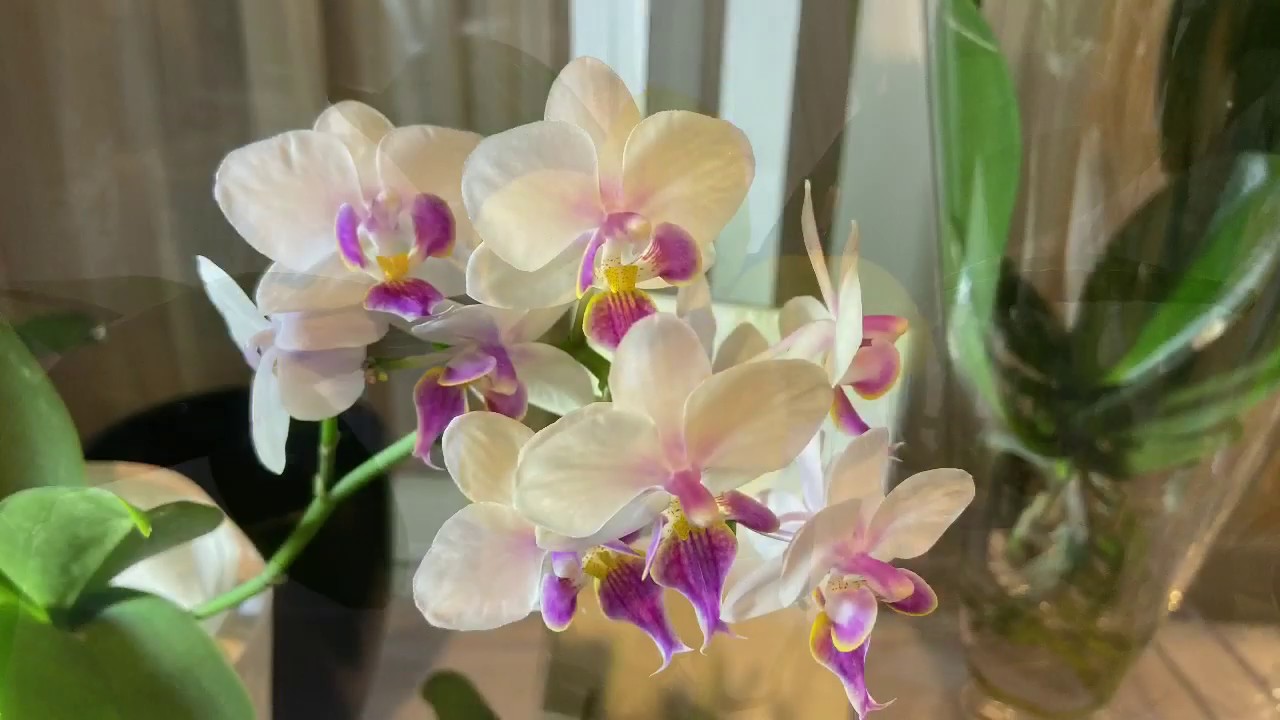 蝴蝶兰 水培日常护理 种植心得汇总 静姐说花155 Youtube
