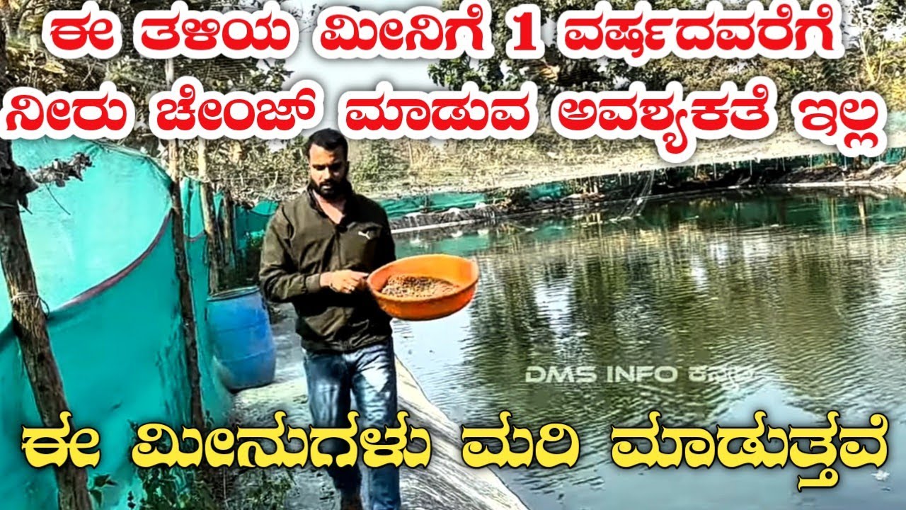 ಮೀನು ಸಾಕಾಣಿಕೆ|Fish farming kannada|fish farm kannada|fish harvesting|fish seeds|fish feeds|fish pond