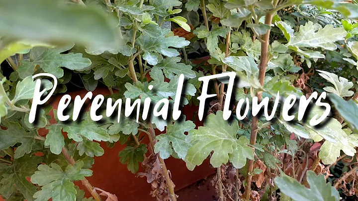 Perennial flowers perfect for your garden!