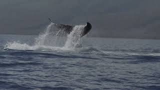 Humpback Whale off Maui tail slapping.