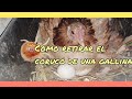 Como retirar el c0ruc0 de una gallina de forma sencilla 😷👍