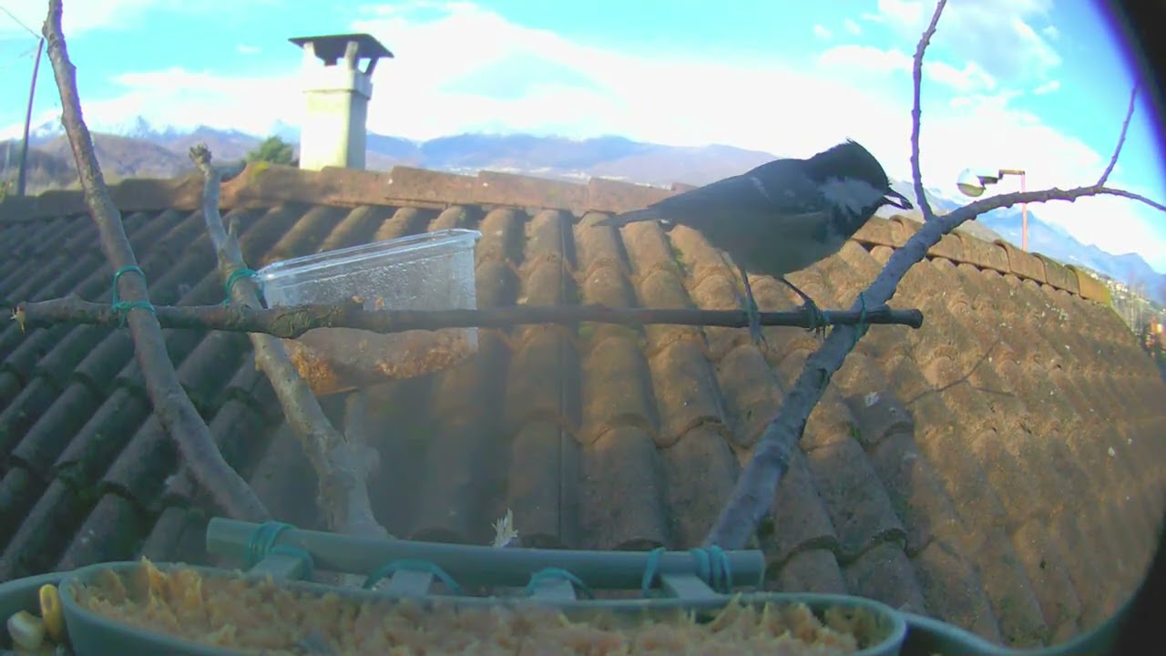 20251207 MANGIATOIA - BIRD FEEDER - BIRD CAMERA - BC-303