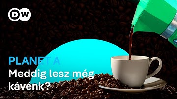 A kávé jövője: kipusztul vagy megújul? Új országok, új ízek, új korszak? | Planet A