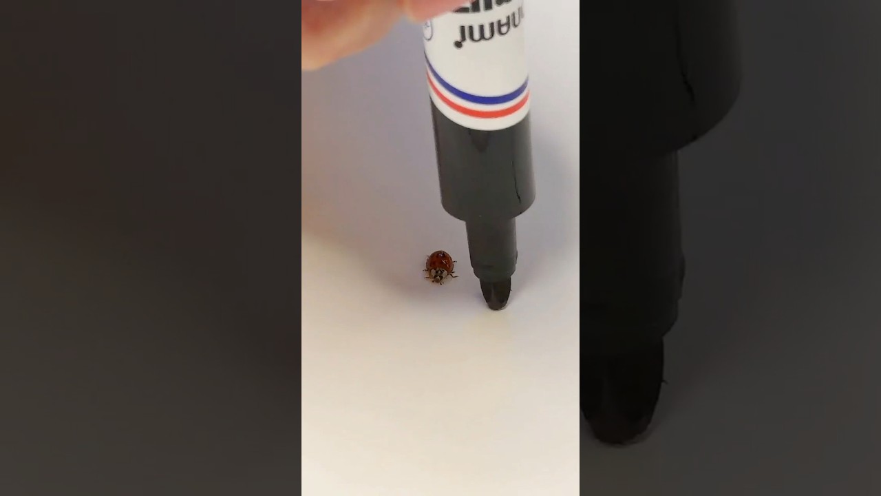 Ninni ne ladybug 🐞 ke sath masti ki 😱😂