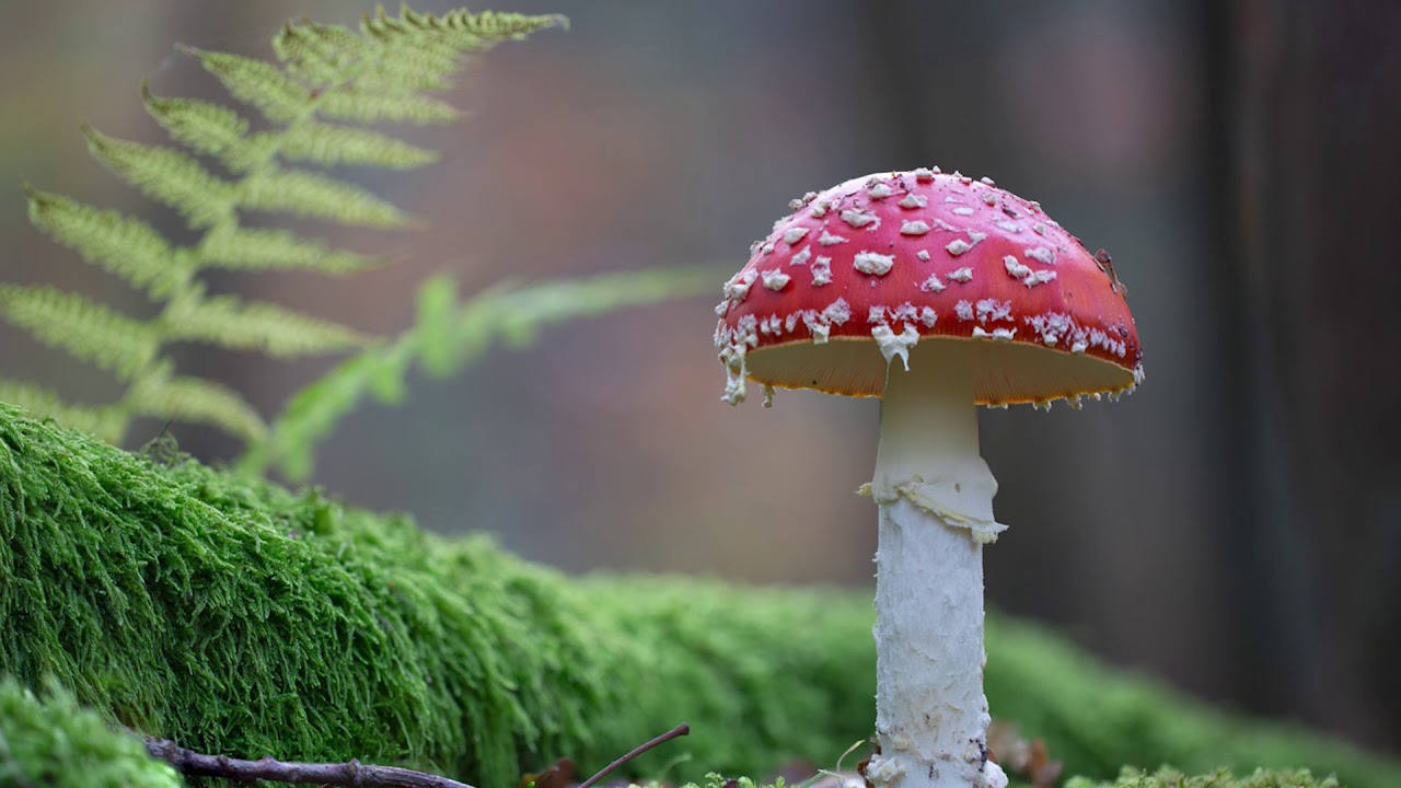 Tutorial: Mushroom Light Painting Photography — Using Lightroom