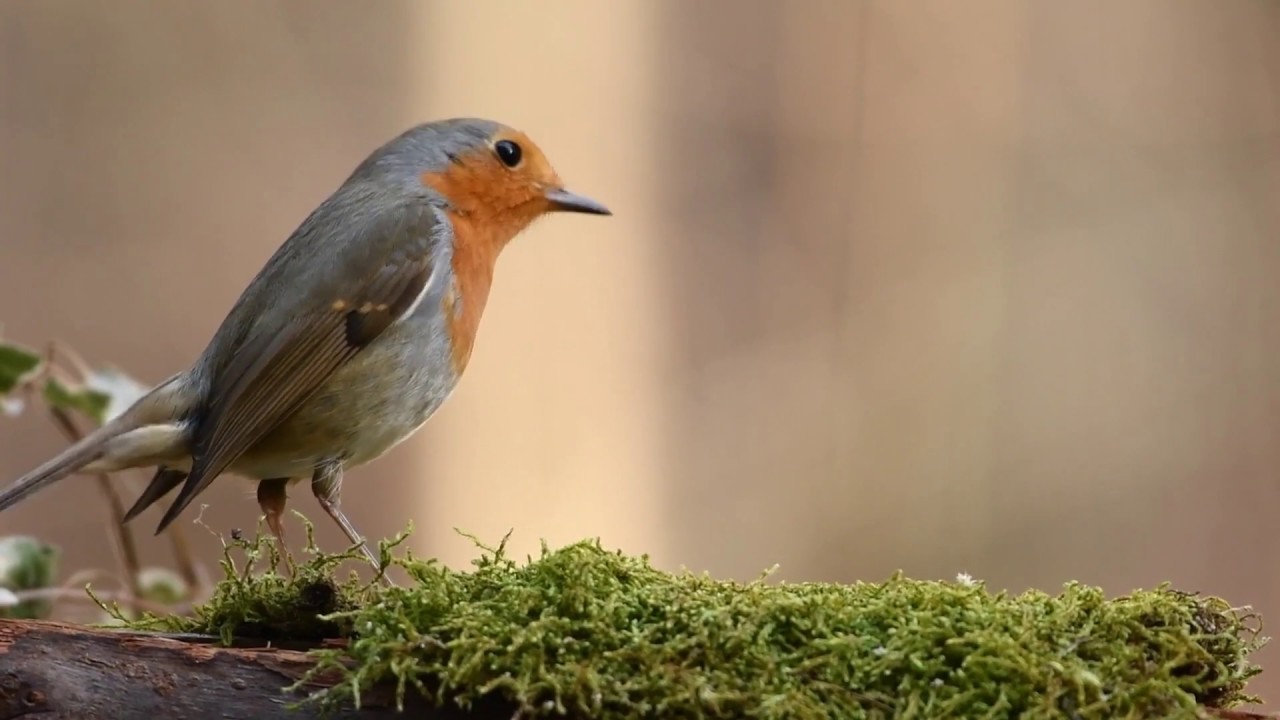 Nature / Inspiring Classical Background Music with Birds Singing / BGM by Florews adlı videoyu YouTube'da izle Nature / Inspiring Classical Background Music with Birds Singing / BGM by Florews adlı videoyu YouTube'da izle