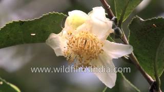 Camellia sinensis or the tea plant growing in Sikkim