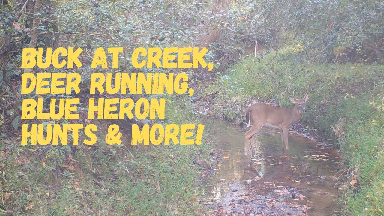 Wildlife Around Our Country Home. Bucks & Raccoons At Creek.  Deer Running.  Blue Heron Along Creek!
