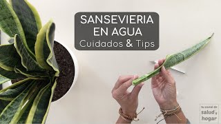 Plantas que puedes cultivar en agua - Sansevieria - Cuidados &amp; Tips