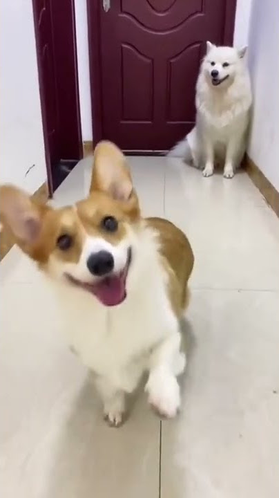 Anjing Pura-Pura Pincang (DogWalk)