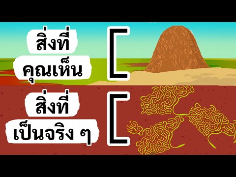 วีดีโอ: คุณเติบโตแมลโลโลกได้อย่างไร?