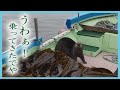 「うわぁ!乗ってきたでや!」コンブ漁船にラッコが連日乗船 漁師もビックリ 北海道・花咲沖