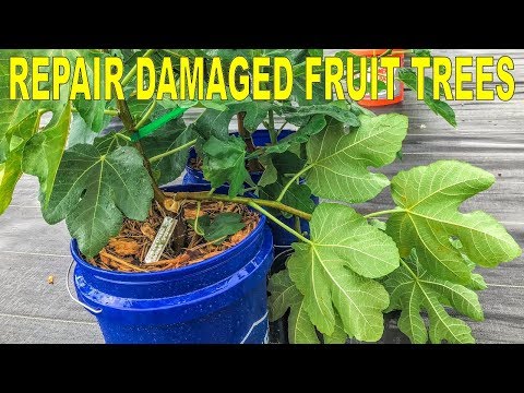 Vidéo: Fig Tree Fruit Drop - Comment réparer la chute des figuiers de l'arbre