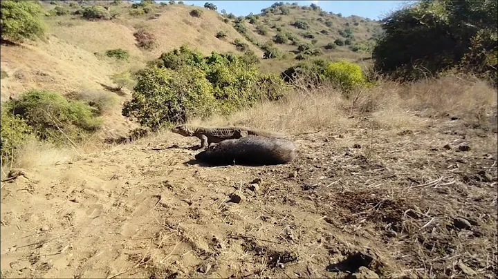 the Komodo Dragon is afraid of wild boars