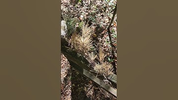 Thumbnail of Spruce pine, Pinus glabra in Gainesville, Florida.