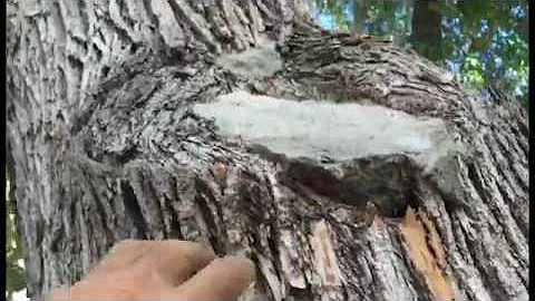 Cement in a Tree Cavity