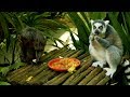 Lemur Monkey and Saki Monkey eating food and fruits Funny Video