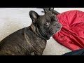 Cute French bulldog does not leave Daddy's side