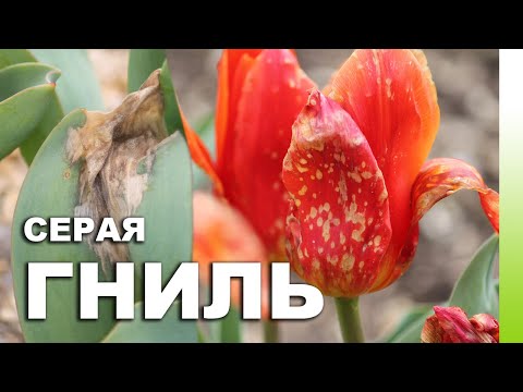 Видео: Лечение склероциальной белой гнили: что вызывает белую гниль на луке