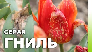 Серая гниль тюльпанов. Как бороться, чем лечить