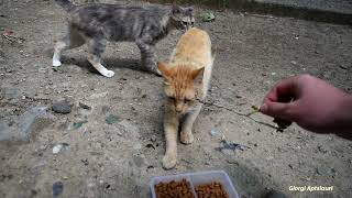 These kitties are super jumpy near human by Giorgi Aptsiauri 190 views 2 years ago 1 minute, 53 seconds