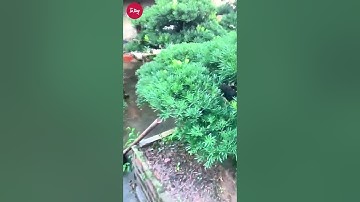 ý nghĩa phong thủy quyền lực cây tùng la hán #tùnglahán #bonsai