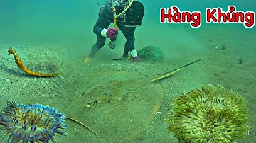 Phút Cuối Gặp Hàng Khủng Vào Mùa Cá Ngựa Cá Đuối Nghệ Lặn Biển Ở Điểm Gò | P 506