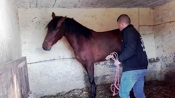 Come far andare il cavallo?