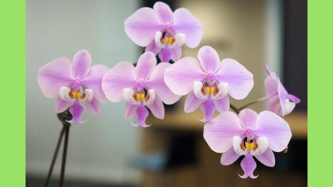 蘭花 西雷麗蝴蝶蘭 養護技巧 原生種 蘭花種植 Youtube