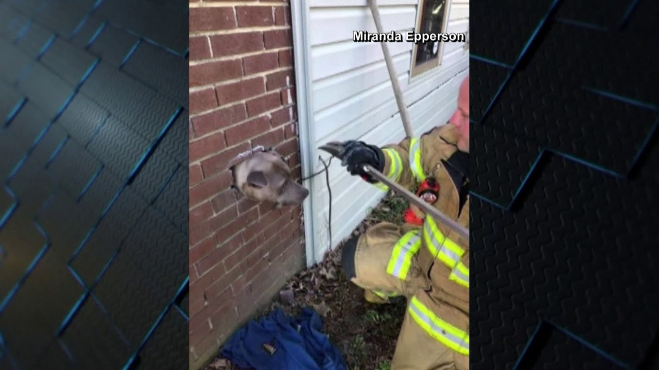 Dog gets head stuck in dryer vent hole - YouTube